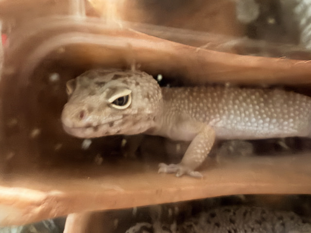 Leopard Gecko – male leopard gecko – Bethany