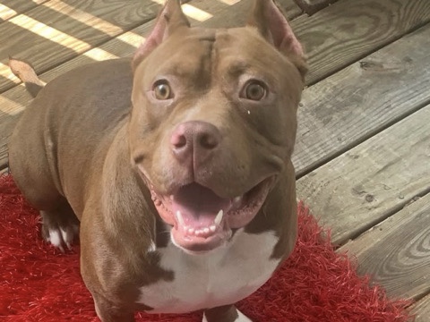 American Bulldog – American Bully – Swannanoa