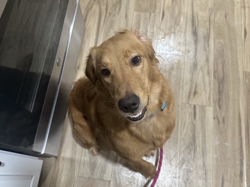 Golden Retriever – Golden Retriever (Sara) – Glassboro