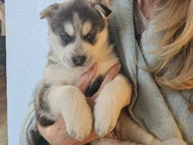Siberian Husky – Husky/Shiba Inu Puppies! – Irvine