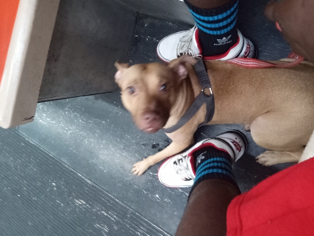 American Pit Bull Terrier – her name is champagne