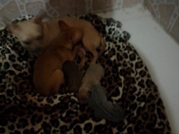 Chihuahua – Chihuahua,s for sell