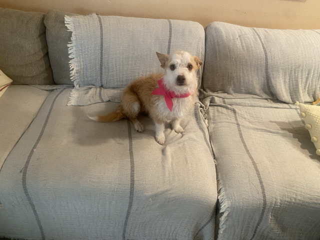 Australian Terrier - Sweet Spayed Terrier Mix Looking for a Loving Forever Home – Meet Ginger! available for adoption in Bloomington