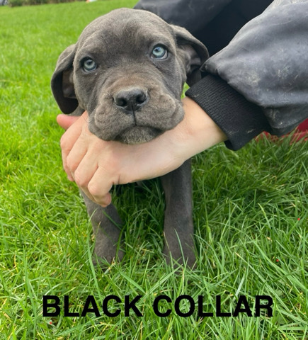 Cane Corso – Beautiful Cane Corso boys for sale