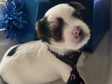 Super Cute male parti Yorkie