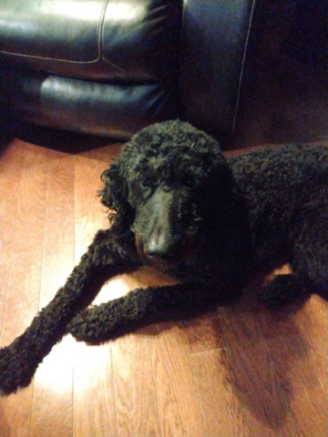 Poodle – Black doddle
