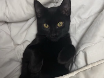 American Shorthair - Friendly Black Shorthaired Cat available for adoption in Toronto