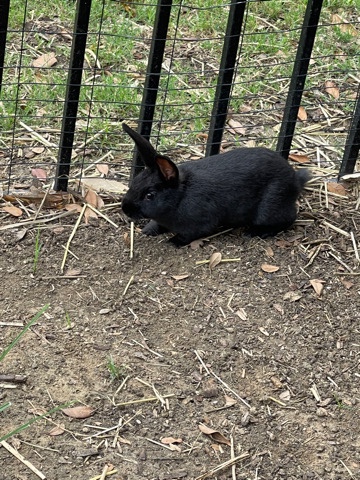 New Zealand – Black New Zealand Rabbits