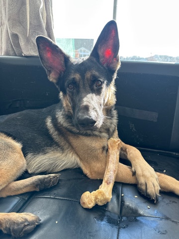 German Shepherd – Rehoming German Shepherd