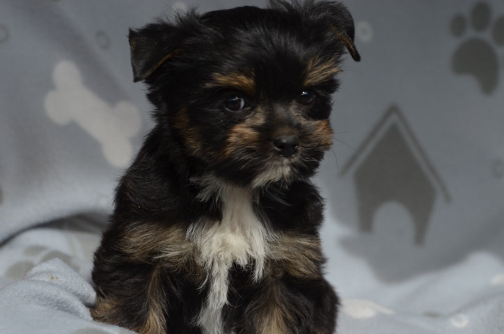 Yorkshire Terrier – beautiful Yorkie puppies