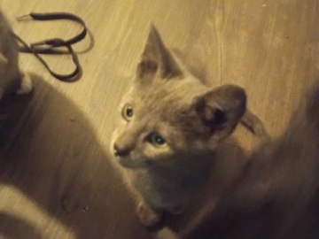 American Shorthair – Sweet American Shorthair Kitten Available in Dallas – Dallas