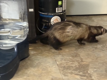 Standard Ferret – bro and sis 2 yr old ferrets – Kiln