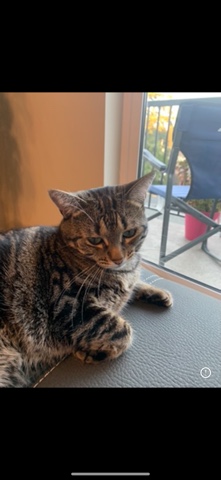 3 years old cat