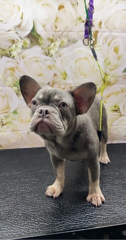 French Bulldog – Kc registered frenchies Swansea based