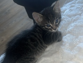 European Shorthair – Baby Katzen – Pforzheim