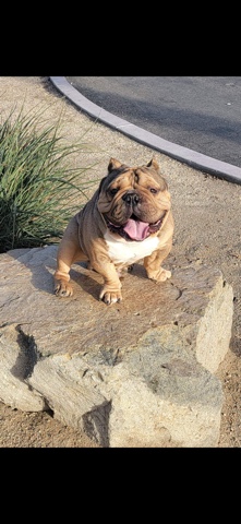 Olde English Bulldogge – English bulldog