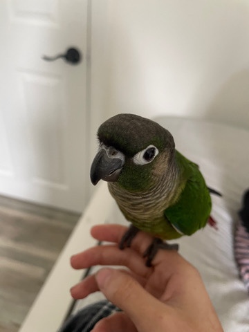Conures – conure bird for sale