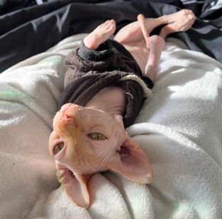 Sphynx – male 1 yr old sphynx