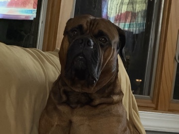 Bullmastiff – Bullmastiff.  Kind. Gentle Giant. – New York
