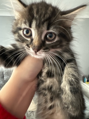 2 Kittens Left