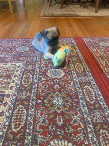 Pug – puppy pug