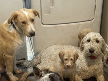 Mixed Breed – Poodle X Catahoula puppies – Oak Harbor