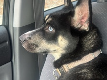Labrador Husky – Re-home – Pittsburgh