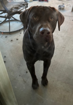 Labrador Retriever – Rehoming Choco Male Lab