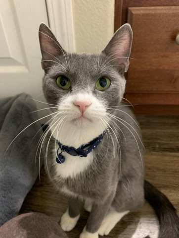 Russian Blue kitten for free