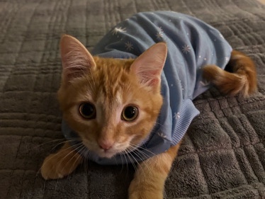 Cute Orange Baby Kitten (2 Months) – Rehoming to Good Home