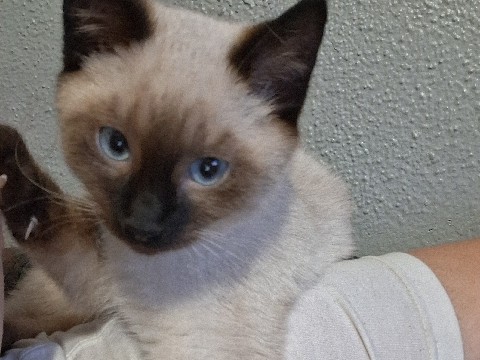 Siamese – 4 month old twins – Fargo