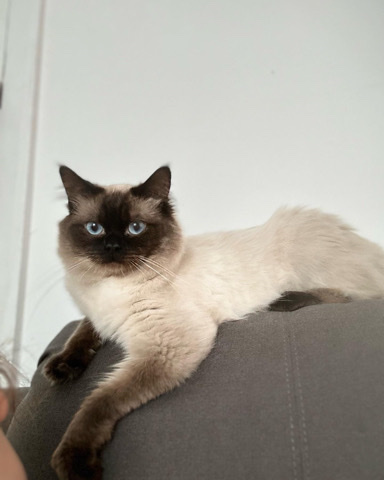 Ragdoll – male cat