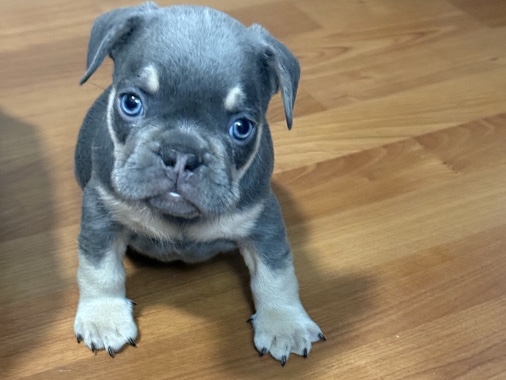 French Bulldog – Frenchie Puppy – Newark