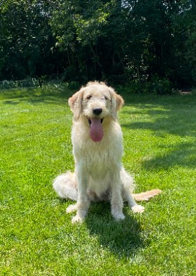 Labrador Retriever – Loving Labradoodle Needs a Home – Detroit