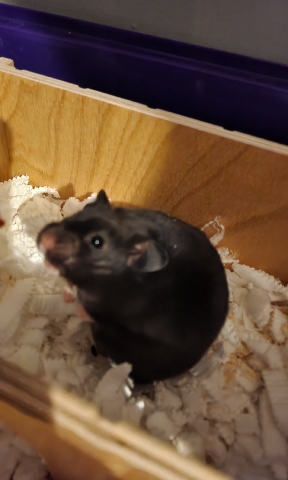 Syrian hamster