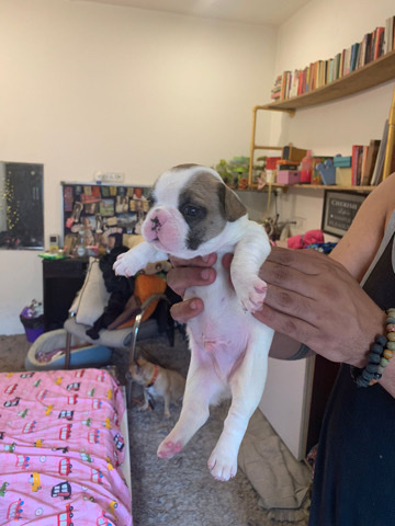 French Bulldog – French bull dog A plus quality puppies for sale