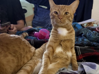American Shorthair – Say Hello to Mr. Garfield! – Casselberry