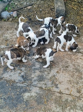 Mountain Cur – hound puppies for sale