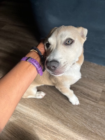 Labrador Retriever – Lab Mix Puppy