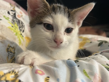 British Shorthair – calico kitten male – Birmingham