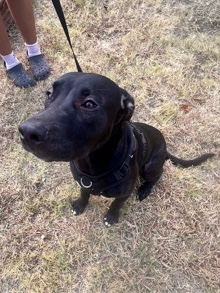 Free dog