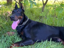 Max, Doberman