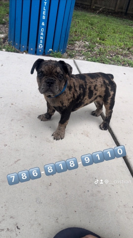 French Bulldog – french bulldogs