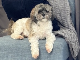 Shih Tzu – Male Havashu – Houston