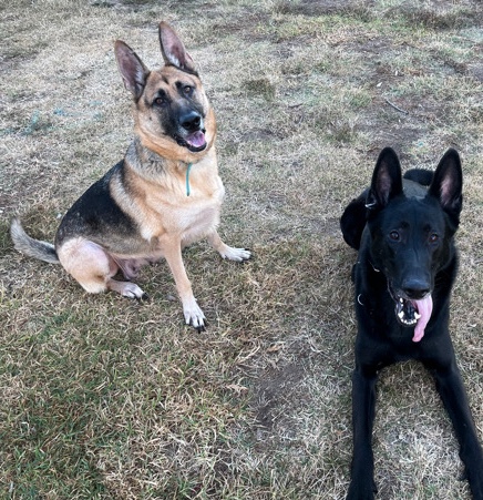 German Shepherd – Black German Shepherd