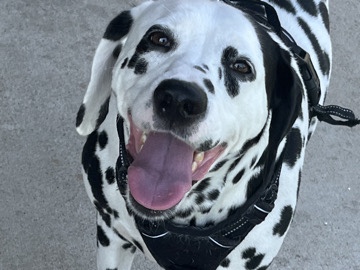Dalmatian – Energetic Dalmatian looking for new home – Atlanta