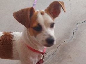Jack Russell Terrier – Jack Russell puppy Joey – Peoria