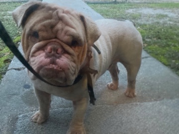Billy – Full Bread English Bulldog! – Houston