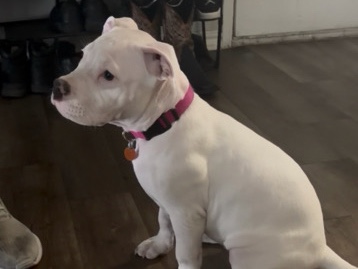 American Pit Bull Terrier – American Pit Bull Terrier Puppy for Sale – 3 Months Old in Austin – Austin