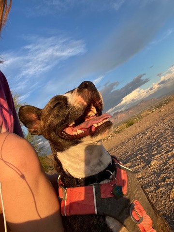 Boston Terrier – Rehoming my sweet Chihiro to a loving family